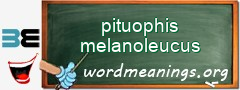 WordMeaning blackboard for pituophis melanoleucus